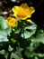 Caltha palustris, Sumpfdotterblume, Färbepflanze, Färberpflanze, Pflanzenfarben,  färben, Klostergarten Seligenstadt